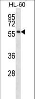 Polyclonal Rabbit anti-Human ONECUT1 / HNF6 Antibody (aa356-385, WB)
