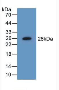 NME5 Antibody (aa16-210)