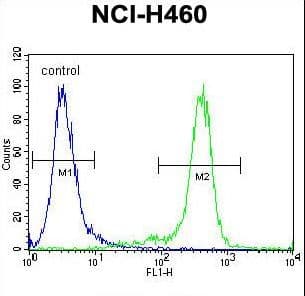 NBN / Nibrin Antibody (aa602-630)