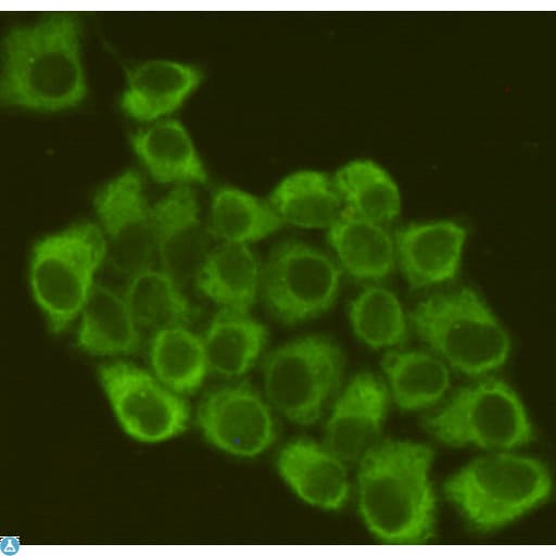 EIF2A / EIF2 Alpha Antibody