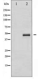 CRK Antibody