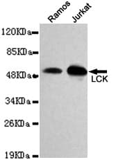 p56lck / LCK Antibody