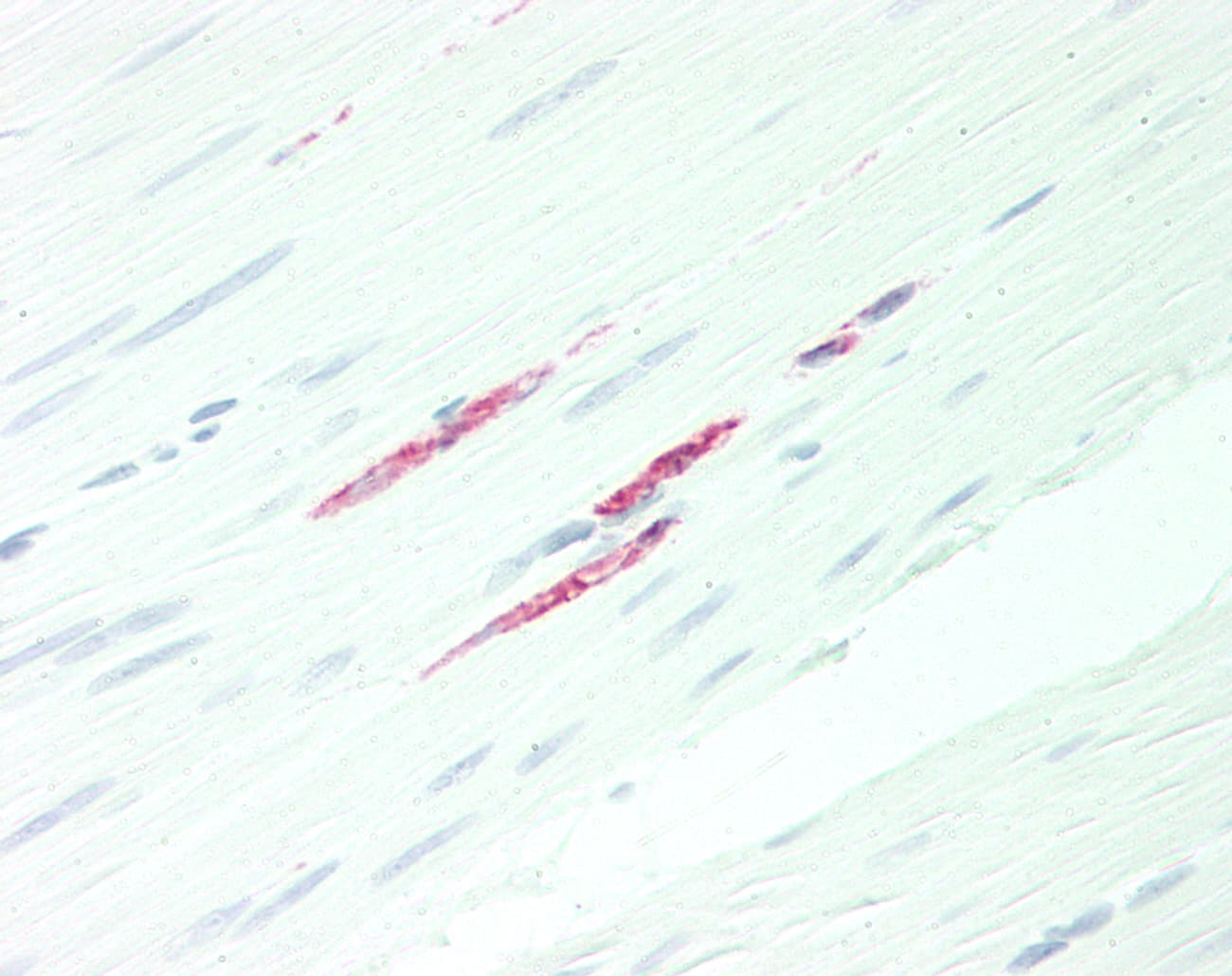 IHC-plus™ DEPTOR / DEPDC6 Antibody