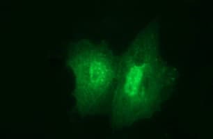 Junctophilin 2 / JPH2 Antibody (clone OTI1A1, Carrier-free)