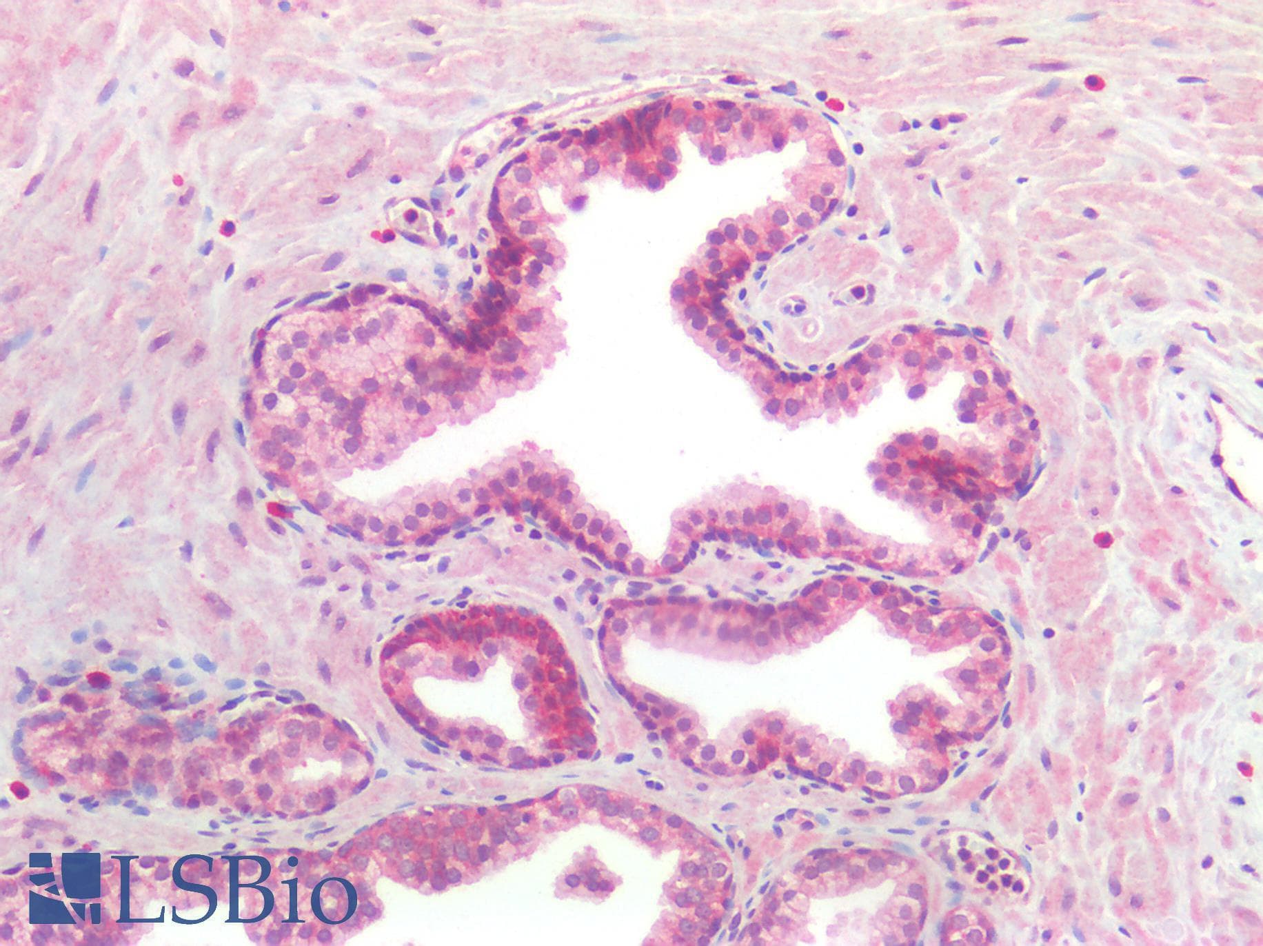 IHC-plus™ BMP4 Antibody