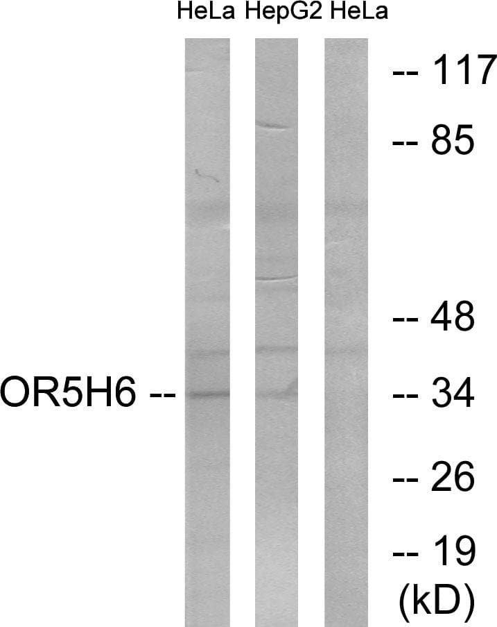 Polyclonal Rabbit anti-Human OR5H6 Antibody (IF, WB)