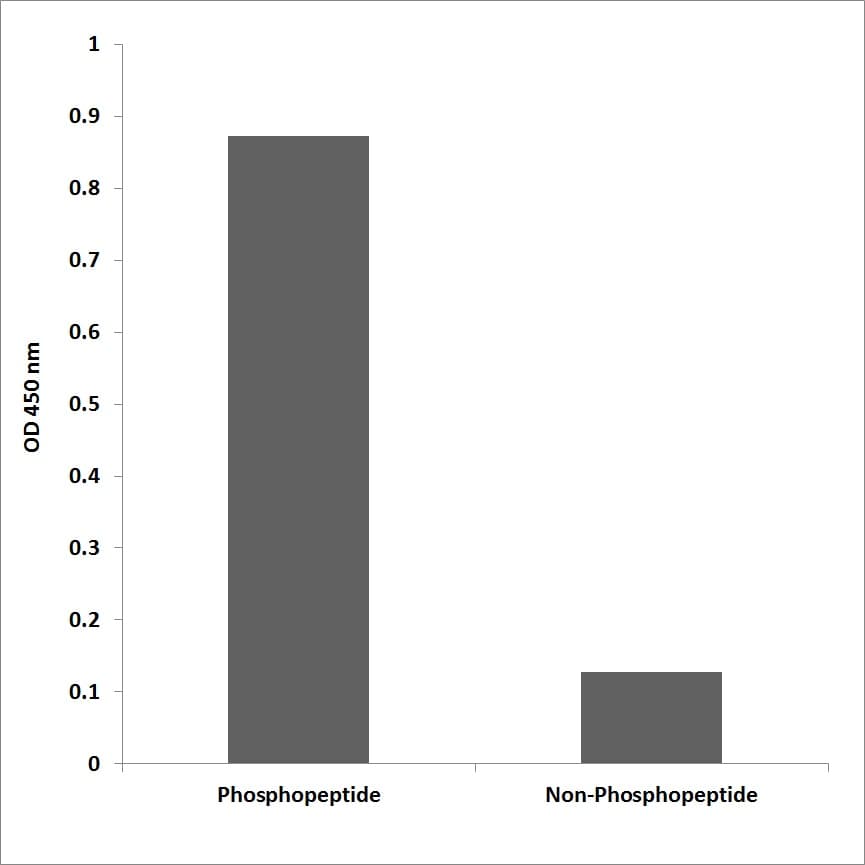 MITF Antibody (phospho-Ser180)