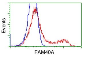 FAM40A Antibody (clone OTI7B8)