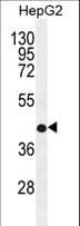 RDH13 Antibody (aa166-194)