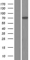 REL / C-Rel Protein (Over-Expression Lysate Myc-DDK (Flag))