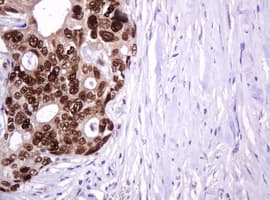 PCNA Antibody (clone OTI4B2)
