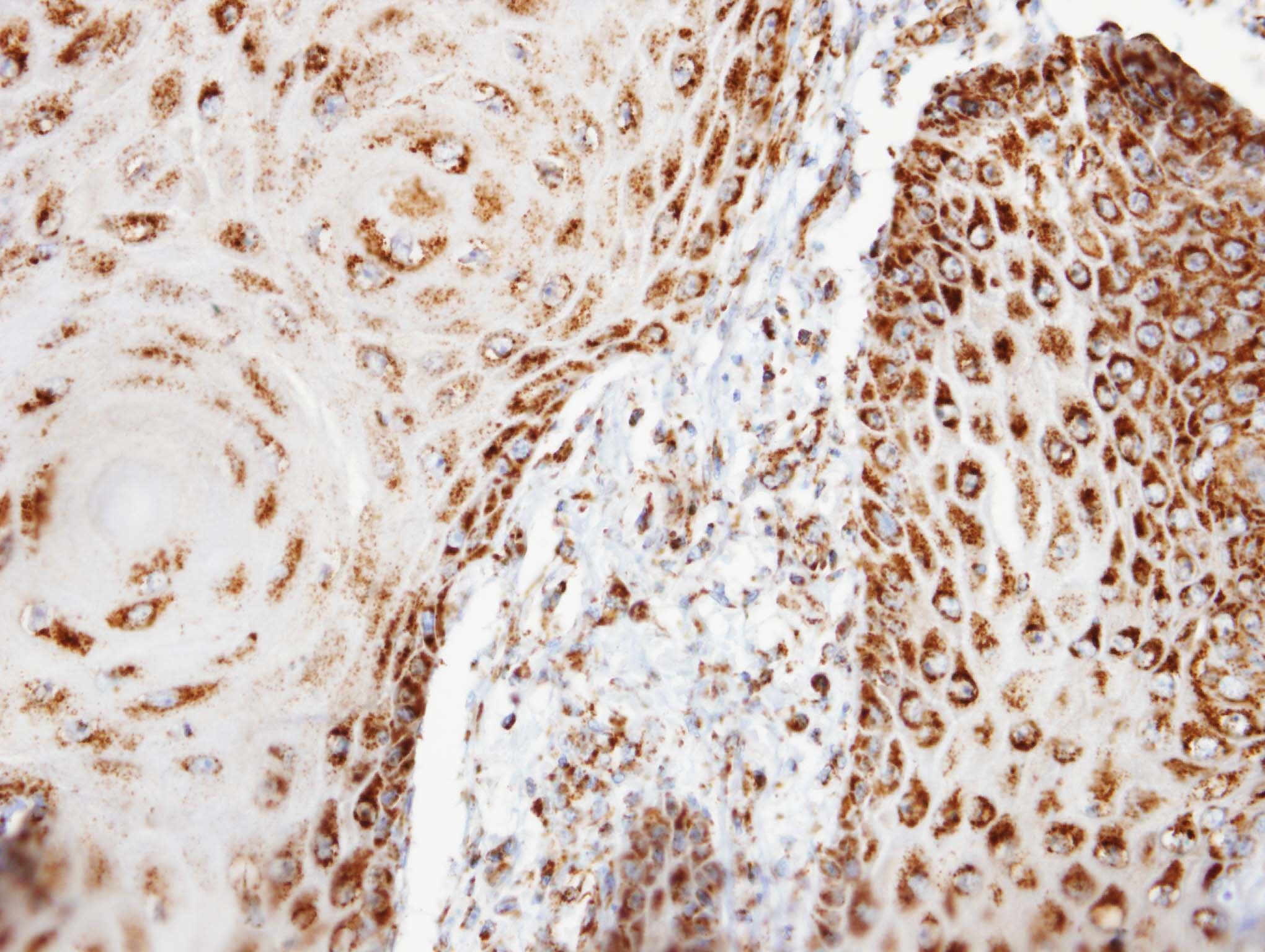 COXG / COX6B1 Antibody (aa23-86)