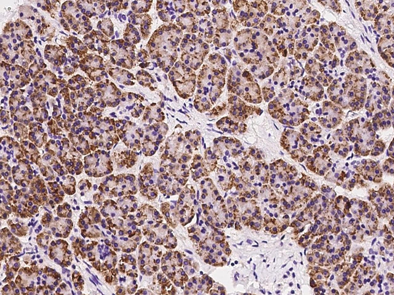Polyclonal Rabbit anti-Human MANF / ARMET Antibody (Preservative Free, IHC, IF)