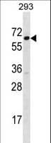 IHC-plus™ SRP54 Antibody (aa346-374)