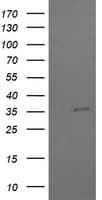 COPS6 / CSN6 Antibody (aa58-327, clone OTI4E7, Carrier-free)