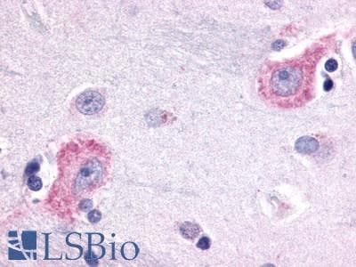 PathPlus™ Encephalopsin / OPN3 Antibody (C-Terminus)