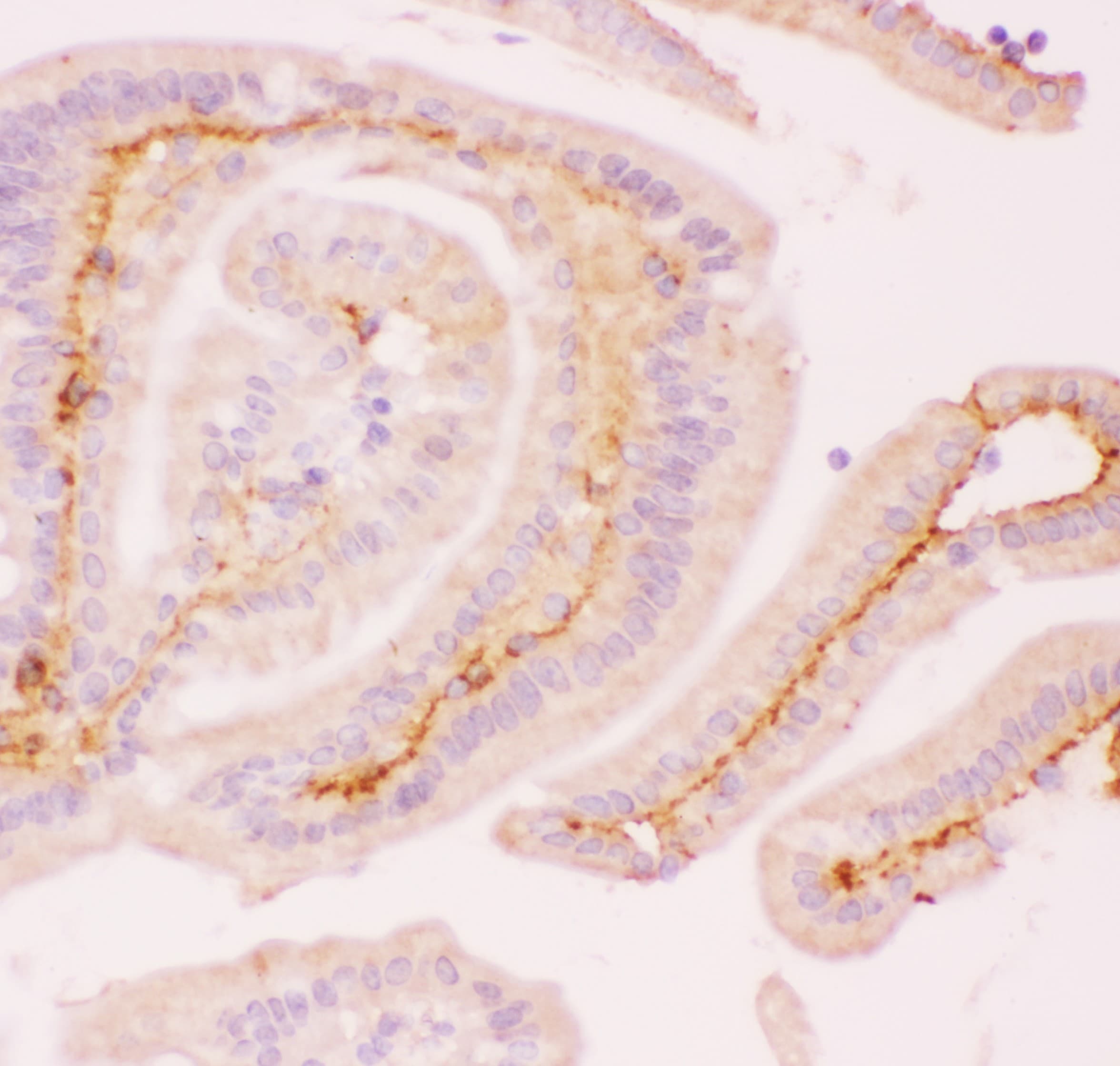 MCL1 / MCL 1 Antibody (aa1-350)