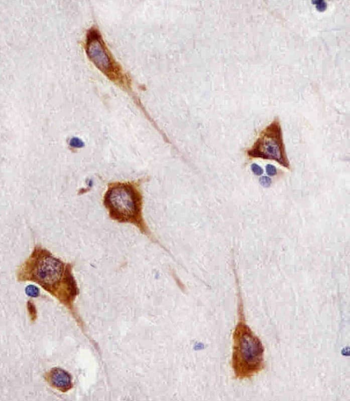 FAM120A Antibody (clone 1501CT803.19.85.5)