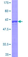 Human RALGPS2 Protein (Recombinant GST)