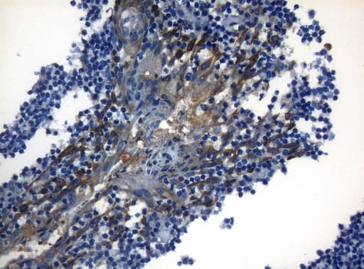 ZNF394 Antibody (aa1-296, clone OTI1G9)