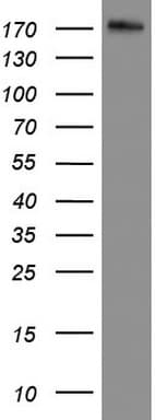 DOCK2 Antibody (aa1544-1830, clone UMAB142, Carrier-free)