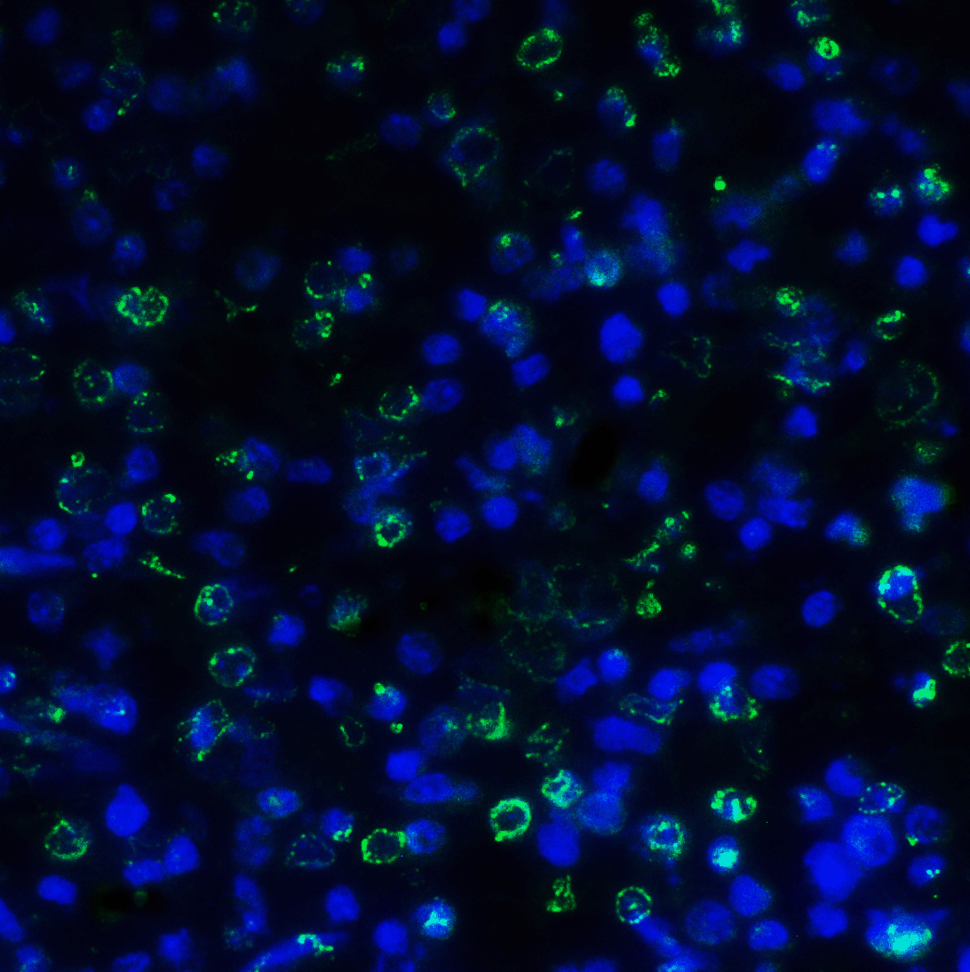 Monoclonal Mouse anti-Human TIGIT Antibody (clone 4A12, IHC, IF, WB)
