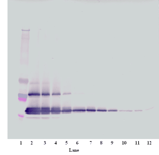 Polyclonal Goat anti-Mouse CCL24 / Eotaxin 2 Antibody (WB)