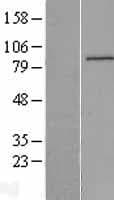 IQUB Protein (Over-Expression Lysate Myc-DDK (Flag))