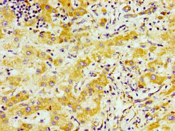 SND1 Antibody