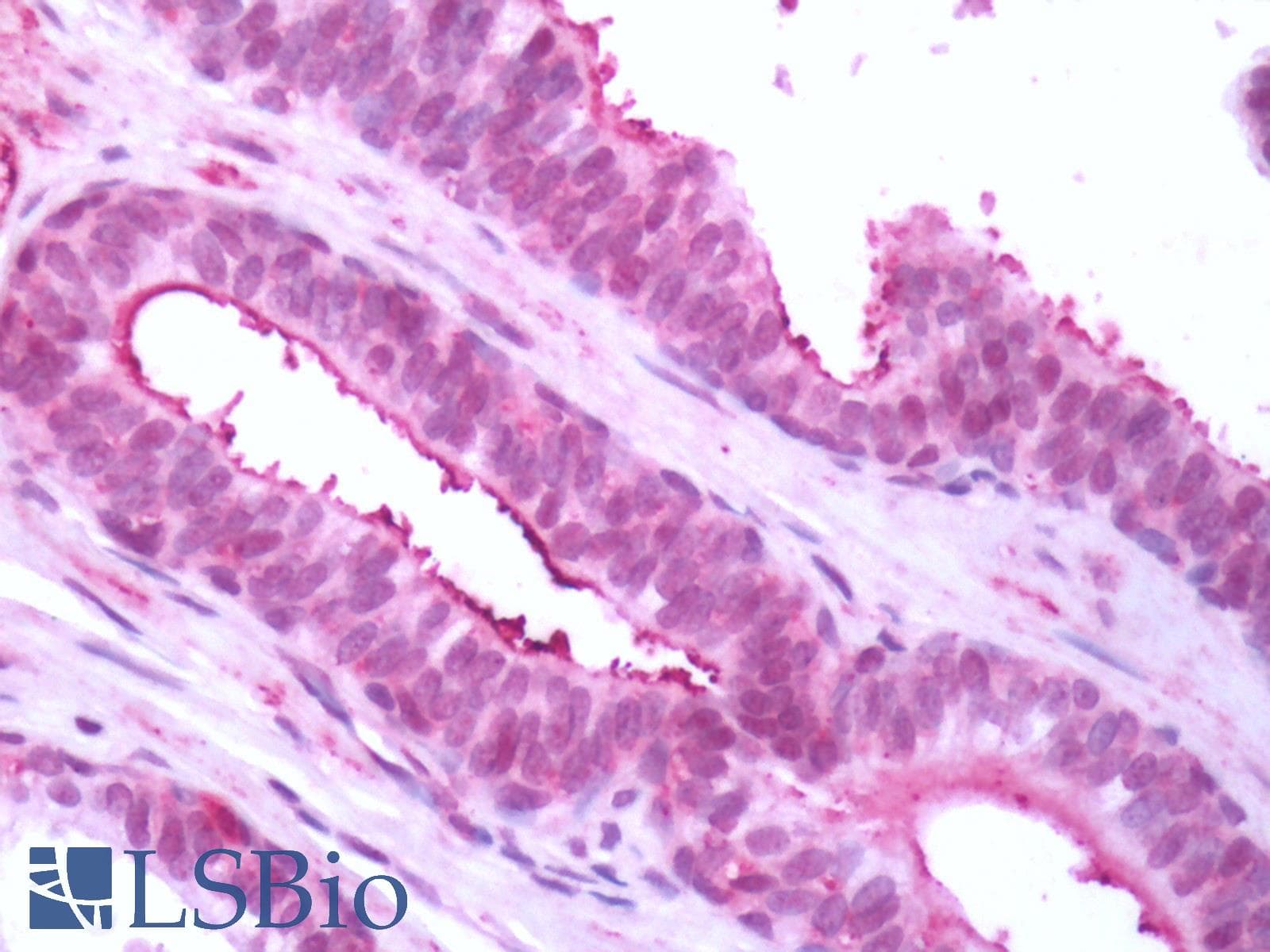 PathPlus™ Polyclonal Rabbit anti-Human GPR119 Antibody (Cytoplasmic Domain, IHC)