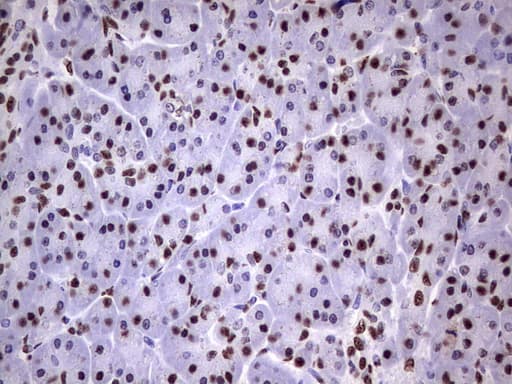 MYF5 / MYF 5 Antibody (clone OTI2G5)