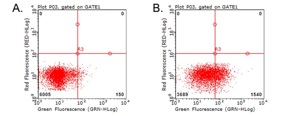 HAVCR2 / TIM-3 Antibody (clone OTI11A1)
