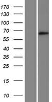KLHL23 Protein (Over-Expression Lysate Myc-DDK (Flag))