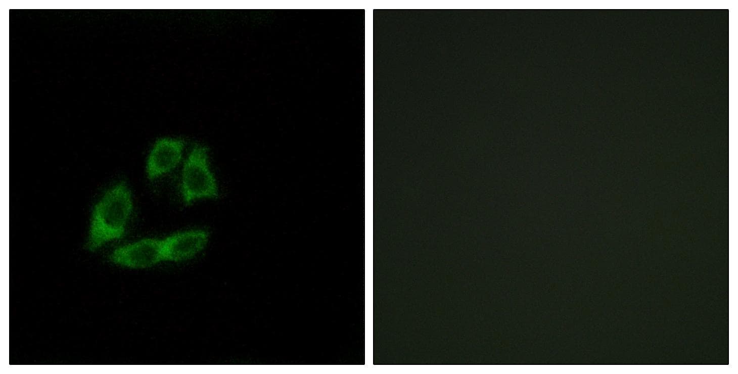 ARFIP1 Antibody