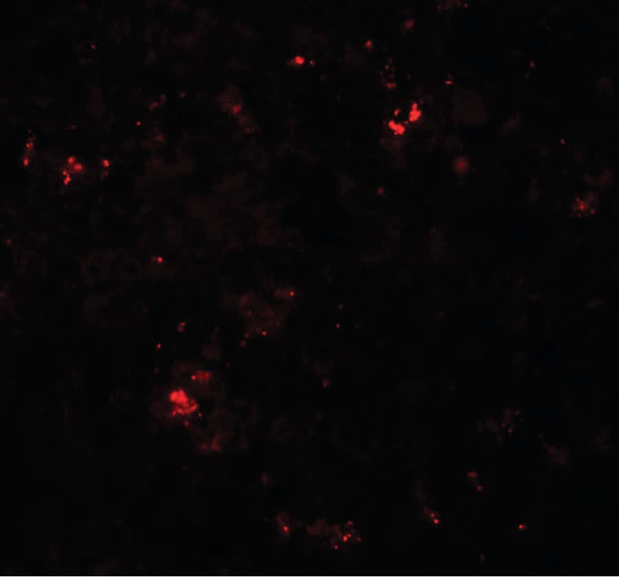 IHC-plus™ Polyclonal Rabbit anti-Human SDR / SDPR Antibody (IHC, IF, WB)