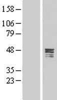 Carboxypeptidase A5 / CPA5 Protein (Over-Expression Lysate Myc-DDK (Flag))