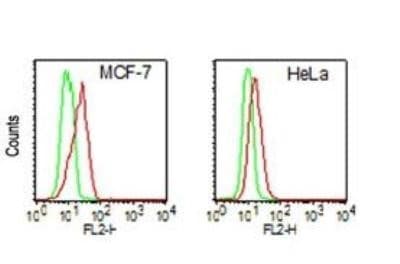 Monoclonal Mouse anti-Human DDX3 / DDX3X Antibody (clone 11F11D10, aa24-203, WB)