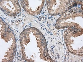 Basigin / Emmprin / CD147 Antibody (clone OTI9H5)