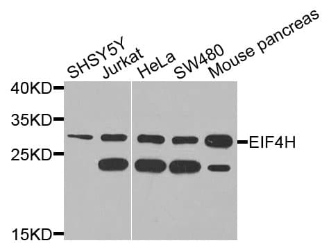 EIF4H Antibody