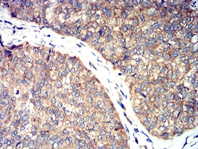 Monoclonal Mouse anti-Toxoplasma gondii ROP1 Antibody (clone 3D4B2, IHC, WB)