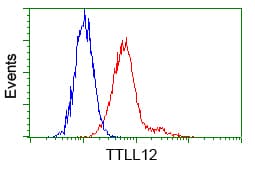 KIAA0153 / TTLL12 Antibody (clone OTI13H9)
