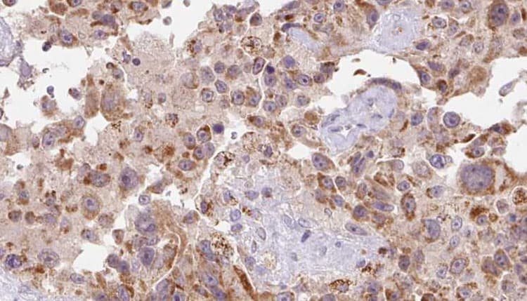 FSTL1 Antibody
