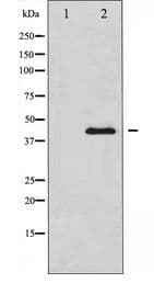 JNK1+2+3 Antibody