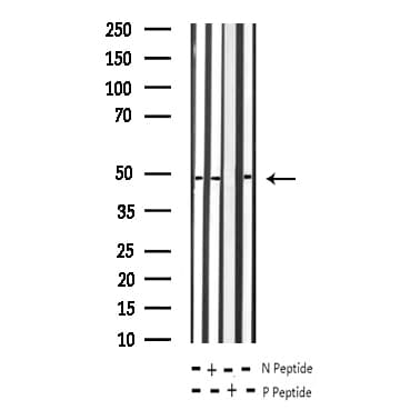 GJA1 / CX43 / Connexin 43 Antibody (phospho-Ser367)