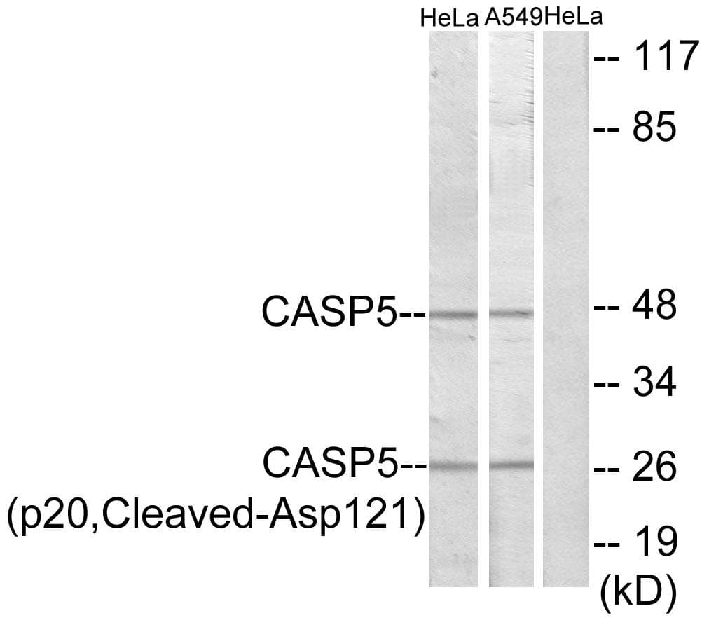Polyclonal Rabbit anti-Human CASP5 / Caspase 5 Antibody (p20, Cleaved-Asp121, WB)