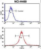 SOX2 Antibody (clone 57CT23.3.4)