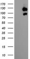 USP10 Antibody (clone OTI1H9)