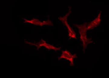 OR10K1+2 Antibody