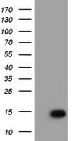 XTP4 / C17orf37 Antibody (clone OTI1G2, Carrier-free)