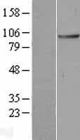 ANAPC2 / APC2 Protein (Over-Expression Lysate Myc-DDK (Flag))